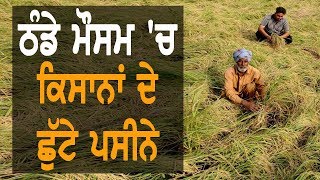 ਬੇਮੌਸਮੀ ਬਰਸਾਤ ਨੇ ਕਿਸਾਨਾਂ ਦੇ ਸਾਹ ਸੂਤੇ | TV Punjab