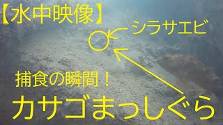 【水中映像】活シラサエビでカサゴ胴付き！捕食の瞬間観察【NO.014】