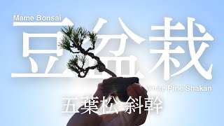 Mame Bonsai Goyomatsu : Shakan Style