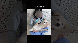 嬉しくて、こうなる。ちゃろ（愛犬3、4ヶ月の頃）#shorts #dog  #いやしわんこ #puppy #可愛いわんこ#犬のいる暮らし