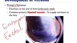 Anatomy of the Vitreous