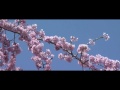 福島の一本桜より　～本宮市　日輪寺のしだれ桜～