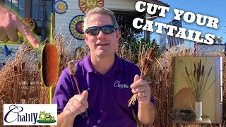 Preserve your Cattail seeds and use them ALL YEAR LONG!