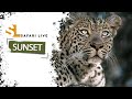 SafariLIVE Sunset - Repeat - 03 December 2024