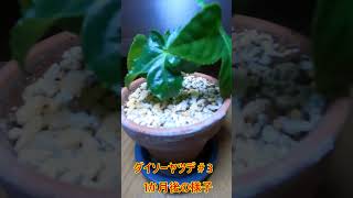 《ダイソーヤツデ＃3》【100均観葉植物の観察日記】1か月後の様子　観葉植物　ガーデニング　園芸　ヤツデ　ダイソー　100均　＃short