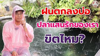 เรื่องสยองเจ้าของบ่อ ฝนตกลงบ่อ ปลาสู่ขิต มันจริงไหม ? #บ่อปลา #บ่อปลาคาร์ฟ