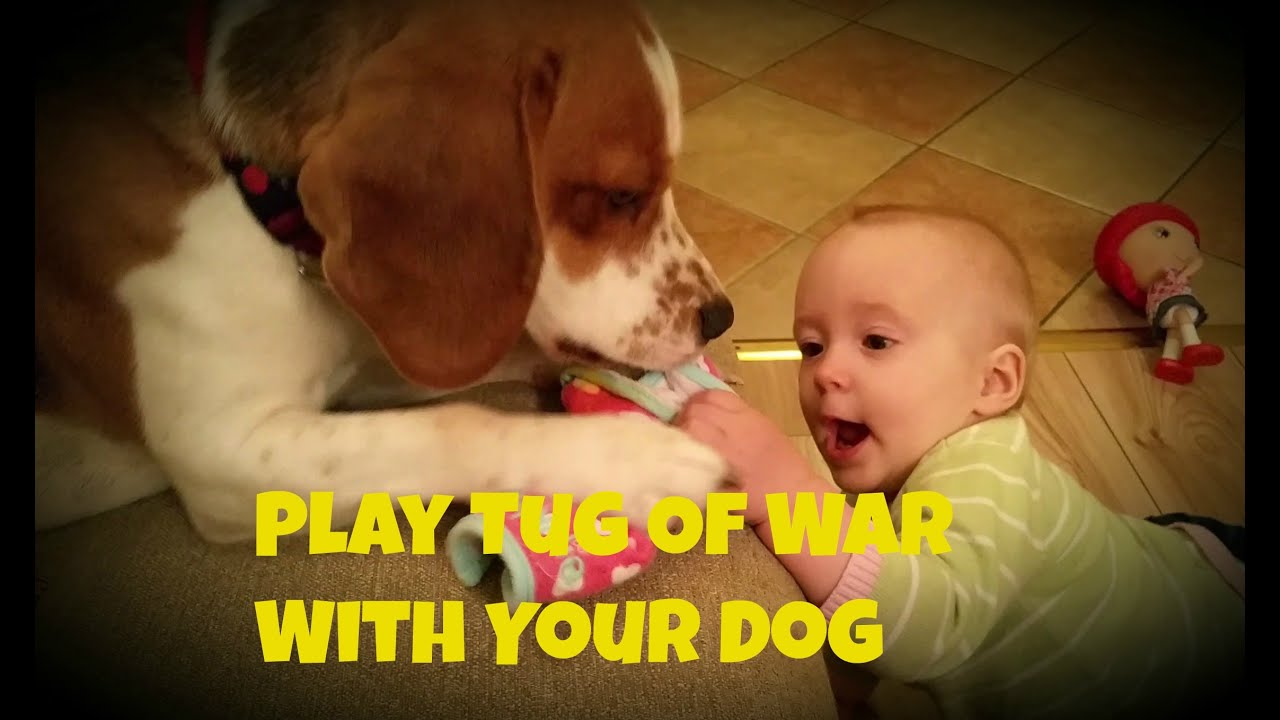 How To Play Tug Of War With Your Dog Youtube