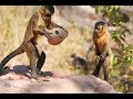 Monkey Cracks Nut - what could go wrong?