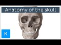 Bones of the Skull: Neurocranium and Viscerocranium - Human Anatomy | Kenhub