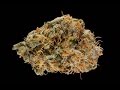 2016 U.S. Cannabis Cup & Carnival: Sativa Flower Entries