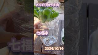 メルカリ狩っ多肉　七福神 2024/10/14#多肉植物#七福神３３３３狩っ多肉#succulent