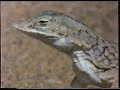 national geographic creatures of the namib desert 1978