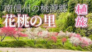 【植旅】南信の桃源郷/花桃の里　長野県下伊那郡阿智村