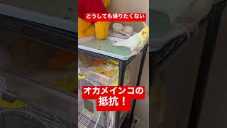 【激しく抵抗⁉️】どうしても家に帰りたくないオカメインコの様子 #shorts #オカメインコ #ペット #ルチノー #cockatiel #抵抗