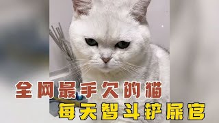 它是全网最手欠的猫，每天跟铲屎官斗智斗勇！