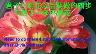 君子兰谢花以后要做好这四步，才能让君子兰下一次更好地开花/Need to do these 4 steps to bloom next year after Clivia withered