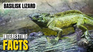 Amazing facts of Basilisk Lizard | Interesting Facts | The Beast World