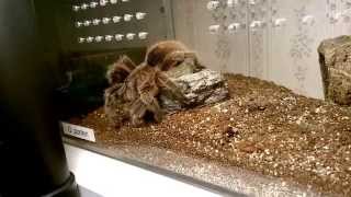 Grammostola Porteri Feeding Video