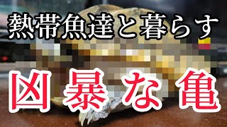 凶暴な亀！？熱帯魚達との混泳は？。飼うにあたっての注意点や飼育環境について。