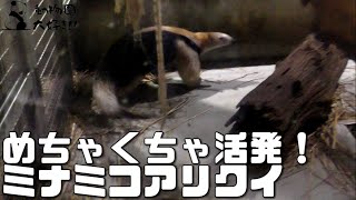 すっごい元気なミナミコアリクイ　上野動物園　2021年9月16日