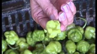 Technical guide to growing scotch bonnet pepper pt6 of 6