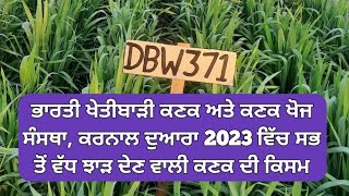 DBW 371