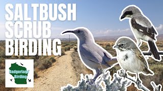 Birding in Unique Saltbush Scrub Habitat to Find a Secretive Species (LeConte's Thrasher)