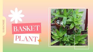 BASKET PLANT - एक प्लांट से अनेक प्लांट्स बनाएं! #buxar #gardening #plants #nature #fyp #garden