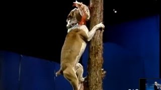 Amazing Dog Trick: Dog Climbing Tree on Johnny Carson's Tonight Show