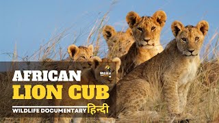 African Lion - हिन्दी डॉक्यूमेंट्री | Wild animals documentary in Hindi