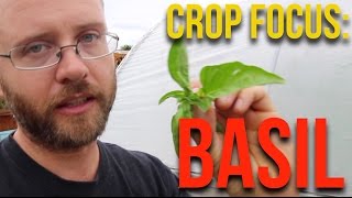 Basil is an AMAZING Crop (And Here's Why)