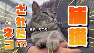 【5/8】水曜日の農家ネコたち🐈‍⬛🐈【農園生活ダイジェスト】