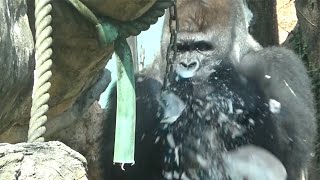 ハオコ、野菜入りの氷を粉砕　Western Lowland Gorilla Haoko family in Ueno zoo【302】2021.08.26