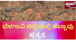 ಬೆಳಗಾವಿ ಜಿಲ್ಲೆಯ ಹುಕ್ಕೇರಿ ತಾಲೂಕಿನ ಶಿರೂರ ಗ್ರಾಮದಲ್ಲಿ ಹೆಬ್ಬಾವು ಪ್ರತ್ಯಕ್ಷ.|Prajaatv