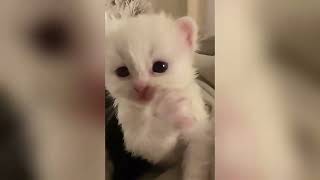 funny cat videos 2024🐱🐱🐱🐱