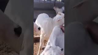 Top Tharparkar Cow | Rajasthan Tharparkar cow #hiefer #tharparkar #top #highmilkcow #breeding #farm