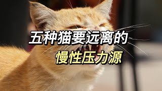 长寿猫咪不要看