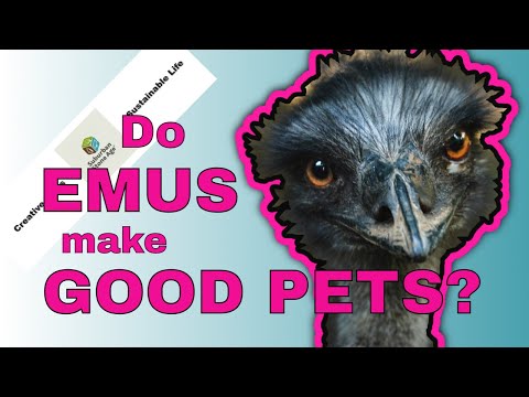 Do emus make good pets?