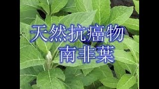 天然治癌物 – 南非葉