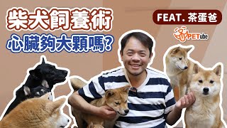 柴犬飼養術 心臟夠大顆嗎?  FEAT. 茶蛋爸【寵物知識+】｜#哈寵PETube 第227集