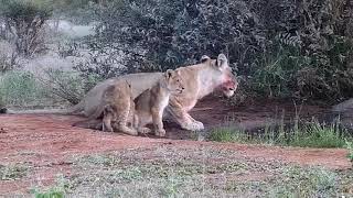 Lwica i jej młode w dzień przy wodopoju świat zwierząt Afryki , Safari 24. 01. 2020 r