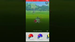 ポケモンGO コミュニティデイ、色違いフシギダネGETの瞬間