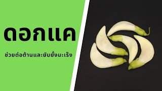 ประโยชน์ของดอกแค | Agasta | กินผักเป็นยา