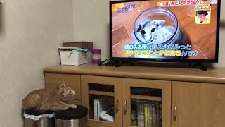 ナルシストなねこ　　Kitten's a narcissist.