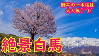 絶景白馬…大出も野平も大賑わい♪