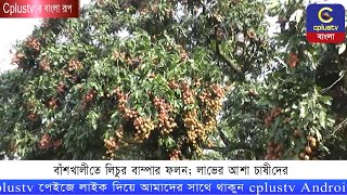 বাঁশখালীতে লিচুর বাম্পার ফলন; লাভের আশা চাষীদের | Lychees | Litchi Fruit | Cplus