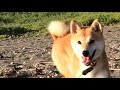 柴犬もも 海で大はしゃぎ shiba inu momo s summer fun at the sea