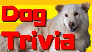 🐶DOG QUIZ!🐶 How many of these 13 dog trivia questions can you answer? Multiple Choice!