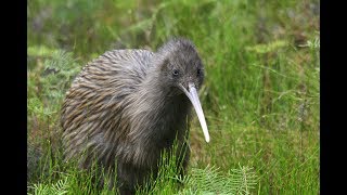 Pukaha - Mt Bruce - 49 Dead Kiwi