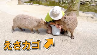 エサ持ってるのバレて、カピバラに囲まれた飼育員